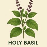 HOLY BASIL 200MG 30CAP EC